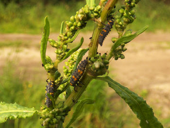 Close-up of caterpillar on plant