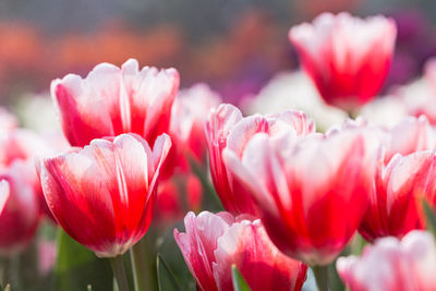 Close-up of pink flowers