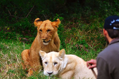 Portrait of cats on land