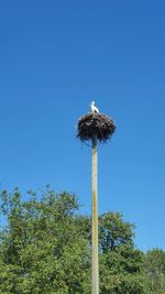 Low angle view of bird perching on plant against sky