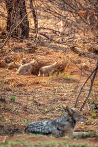 View of a cat lying on land