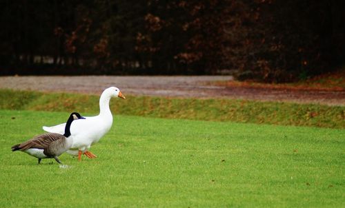 View of birds on land