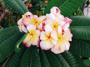 Close-up of frangipani blooming outdoors