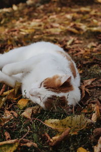 View of a cat on field