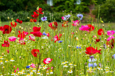 Close-up of fresh colourful flowers in field