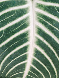 Full frame shot of green leaves