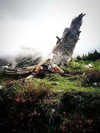 Plants growing on field against sky
