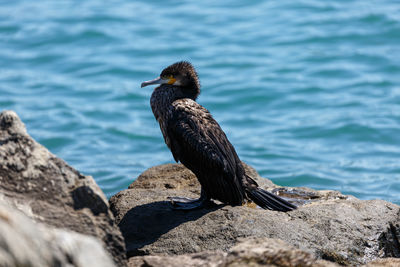 Great cormorant on a rock in the sea