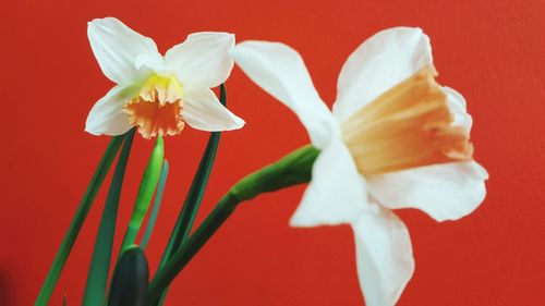 Close-up of white daffodils against red background