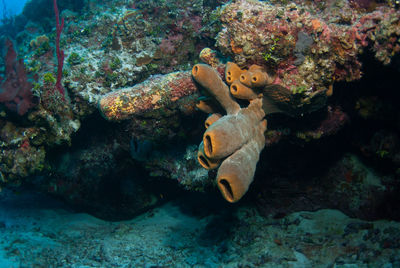 Coral underwater in the caribbean sea