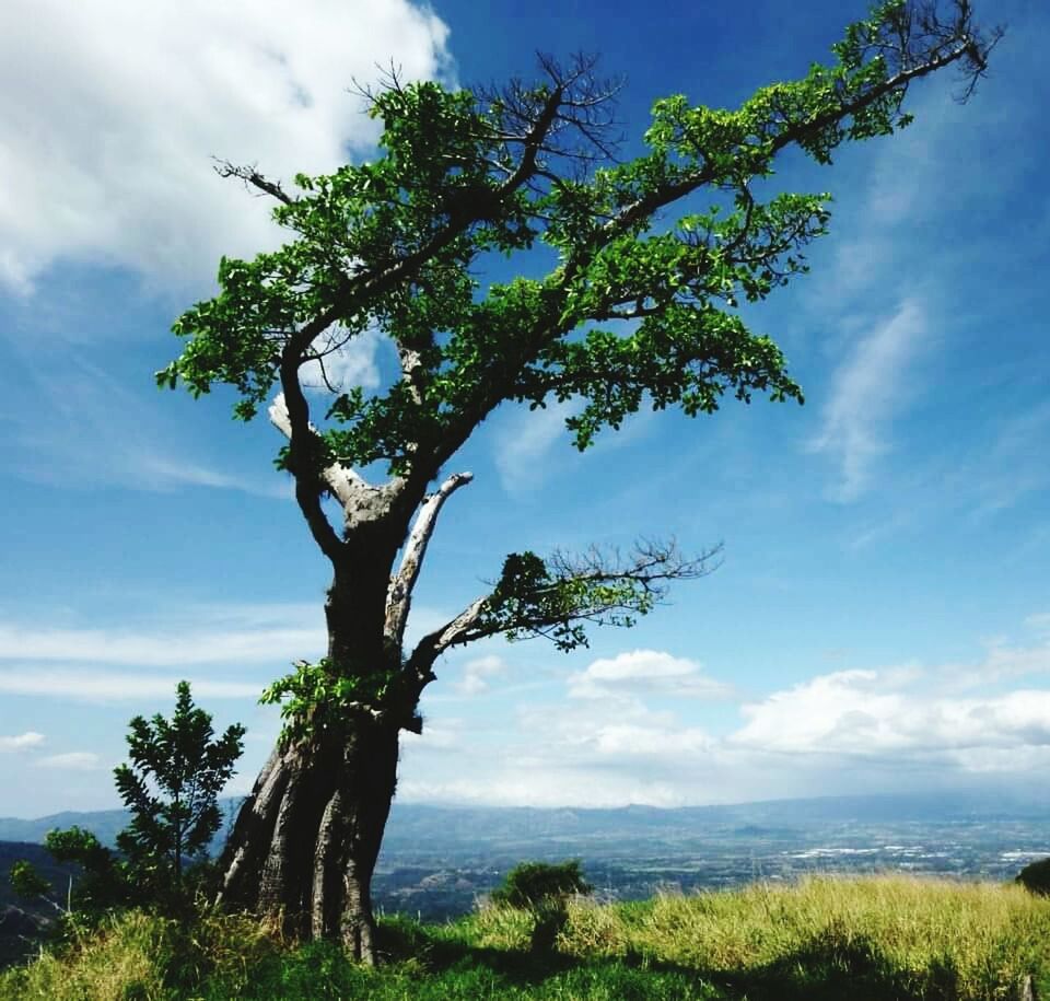 tree, landscape, cloud - sky, sky, outdoors, sea, nature, no people, single tree, day