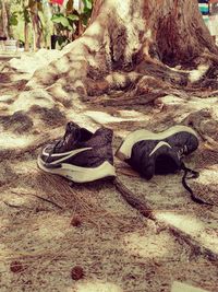 Close-up of shoes on tree trunk