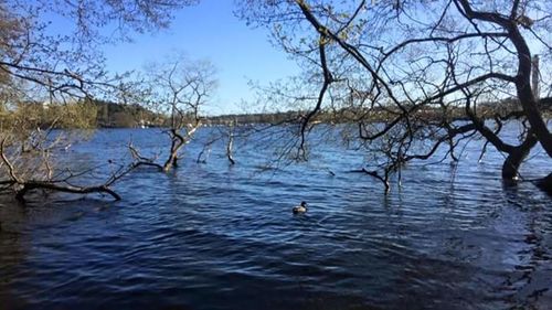 Calm lake with trees in background