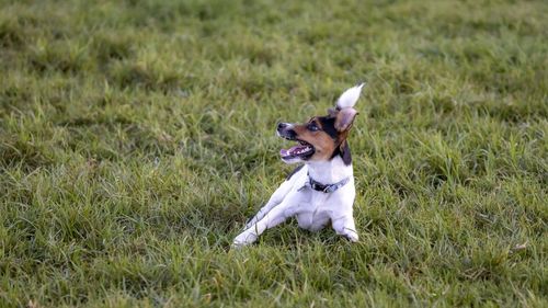 Dog running on grassy field