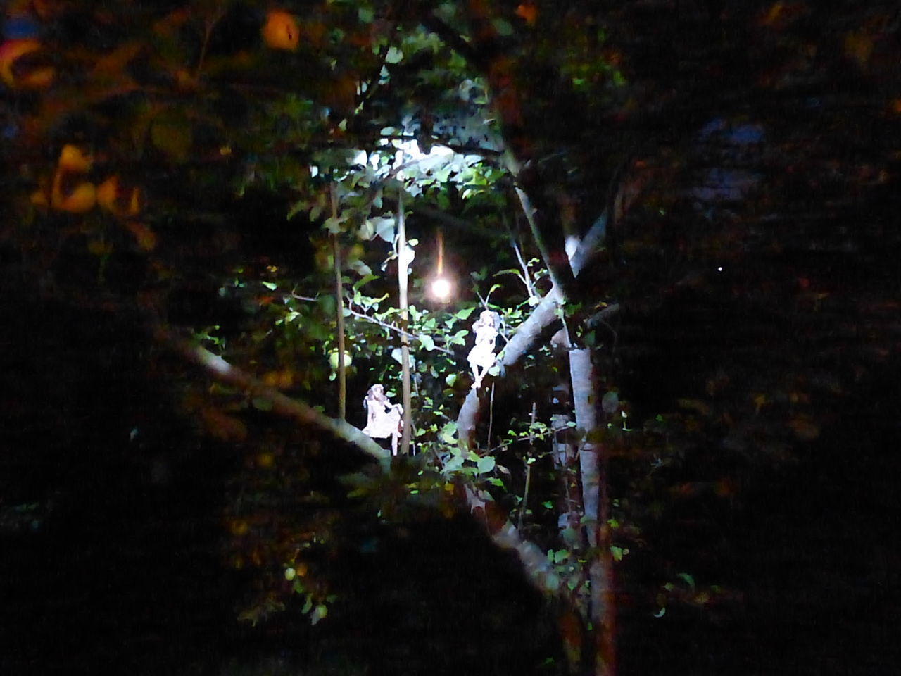 CLOSE-UP OF WET ILLUMINATED TREE DURING RAINY SEASON