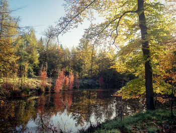 Scenic view of lake in forest during autumn