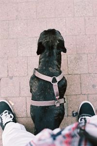 Low section of man with dog standing on brick wall