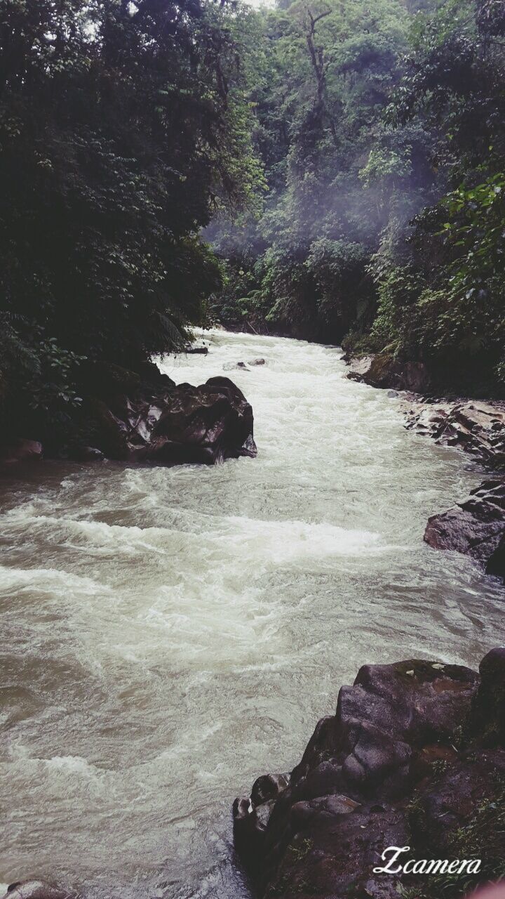 water, tree, rock - object, nature, forest, one animal, pets, river, tranquility, beauty in nature, one person, outdoors, day, motion, tranquil scene, mammal, scenics, flowing water, waterfall, animal themes