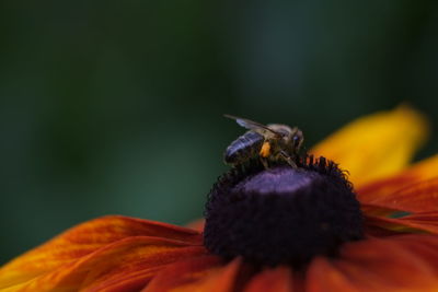 Close-up of bee pollinating on flower