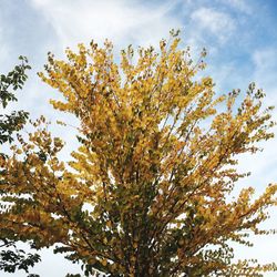 Low angle view of tree against sky