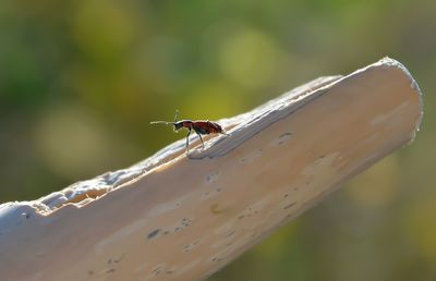 Close-up of insect on leaf