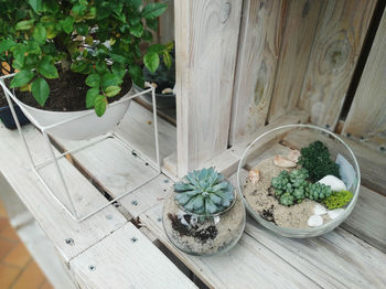 High angle view of potted plants on table