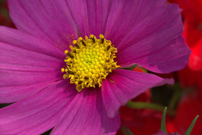 Macro shot of purple flower