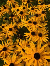 Yellow flowers blooming outdoors