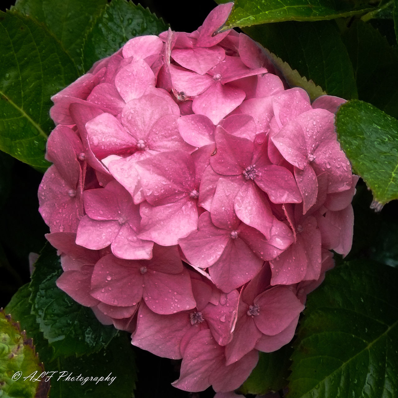flower, plant, flowering plant, pink, leaf, plant part, beauty in nature, freshness, petal, close-up, nature, growth, inflorescence, flower head, hydrangea, fragility, no people, drop, water, wet, outdoors, magenta, springtime, hydrangea serrata, day, botany