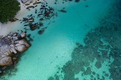 High angle view of coral in sea