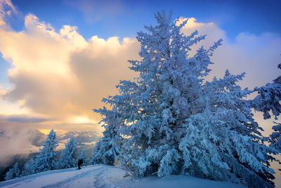 Trees on snow covered field against sky