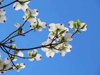 Low angle view of dogwood blossoms against clear blue sky