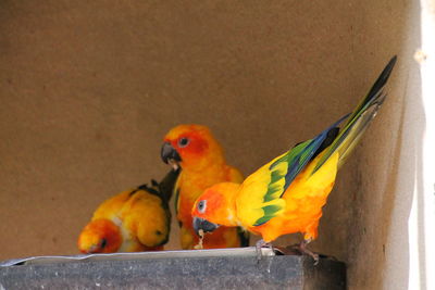 Close-up of birds