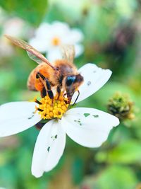 Close-up of bee pollinating on flower