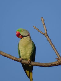 Low angle view of parrot perching on tree against clear blue sky