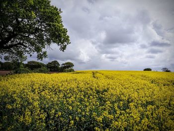 Scenic view of oilseed rape field against sky