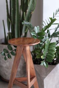 Close-up of potted plant on table