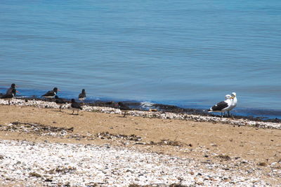 Seagull perching on shore against sea