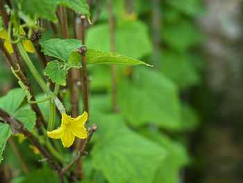 Close-up of leaves on plant