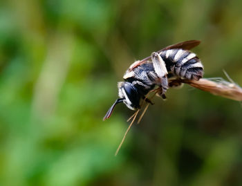 Close-up of bee on plant