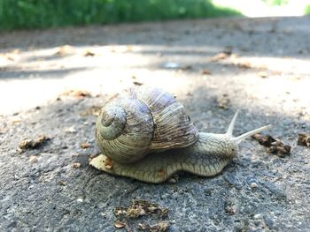 Close-up of snail