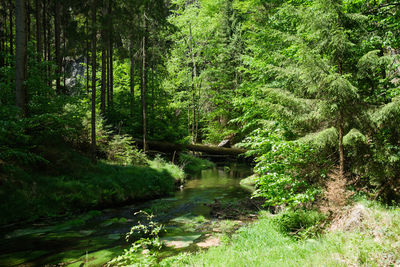 Scenic view of river stream amidst trees in forest