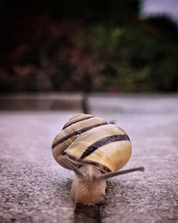 Close-up of snail on road