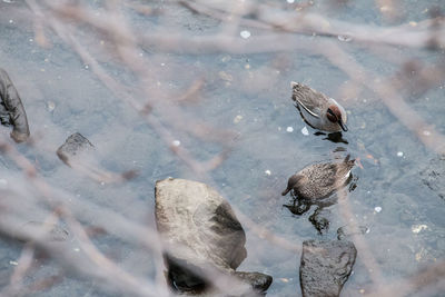 High angle view of bird in water