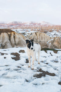 View of dog on snow covered land