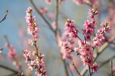 Close-up of pink cherry blossom