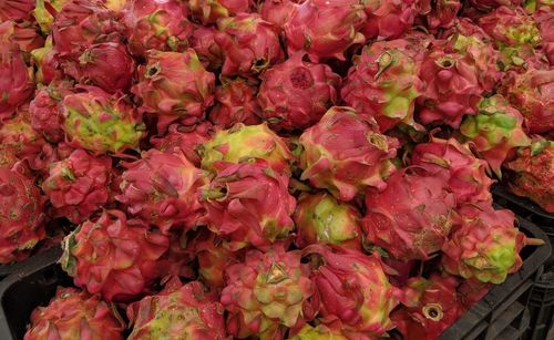 High angle view of pink flowering plants at market