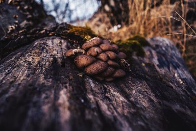 Close-up of coffee on tree trunk