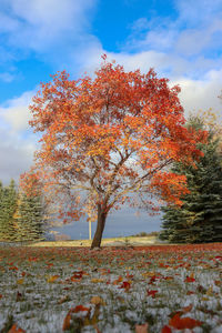 Autumn tree on field against sky