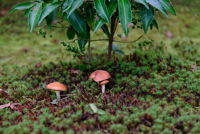 Close-up of mushroom on grass